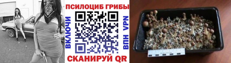 Псилоцибиновые грибы Cubensis  Дальнегорск 